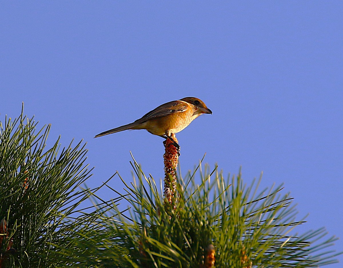 モズ - ML645436441