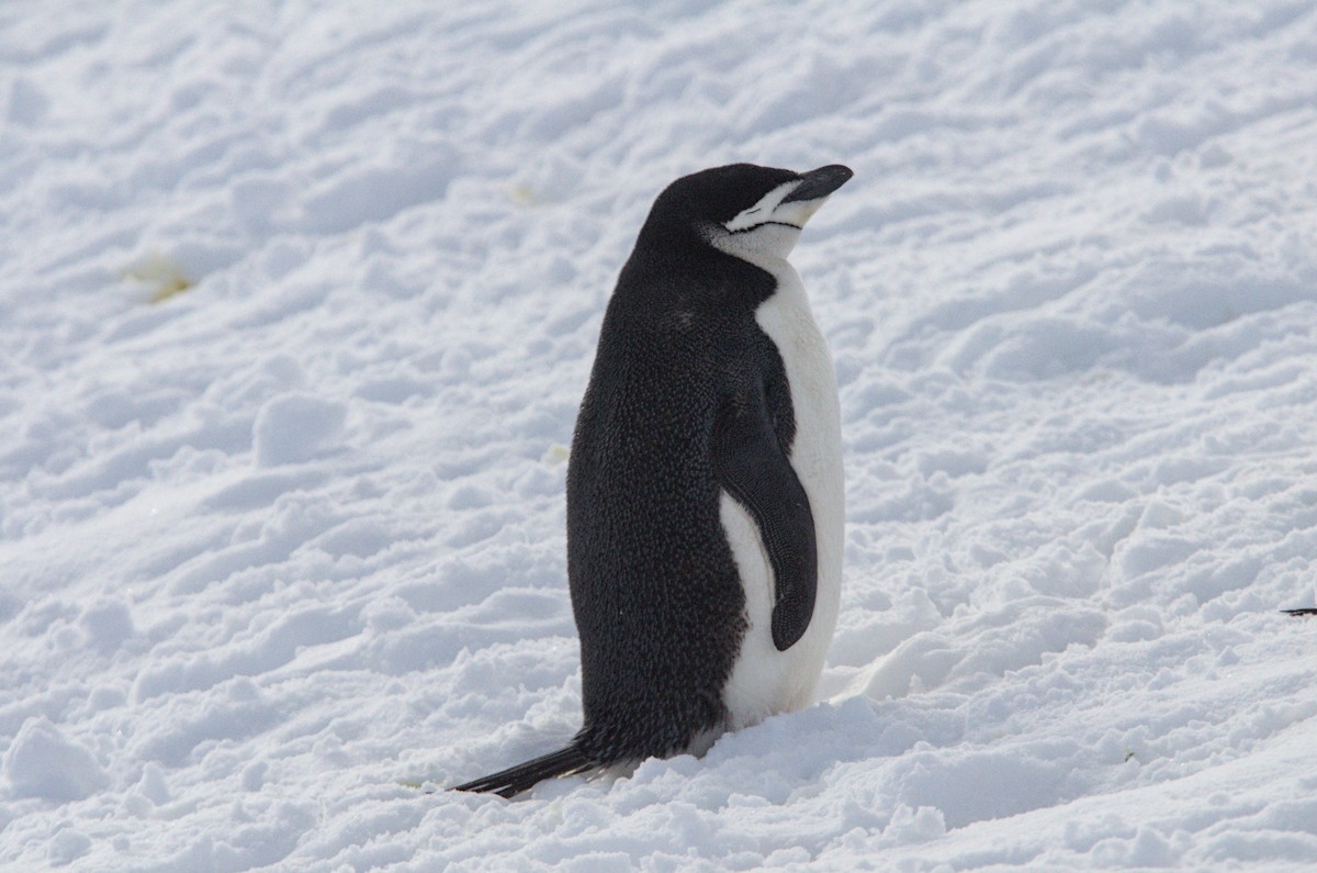 ヒゲペンギン - ML645436442