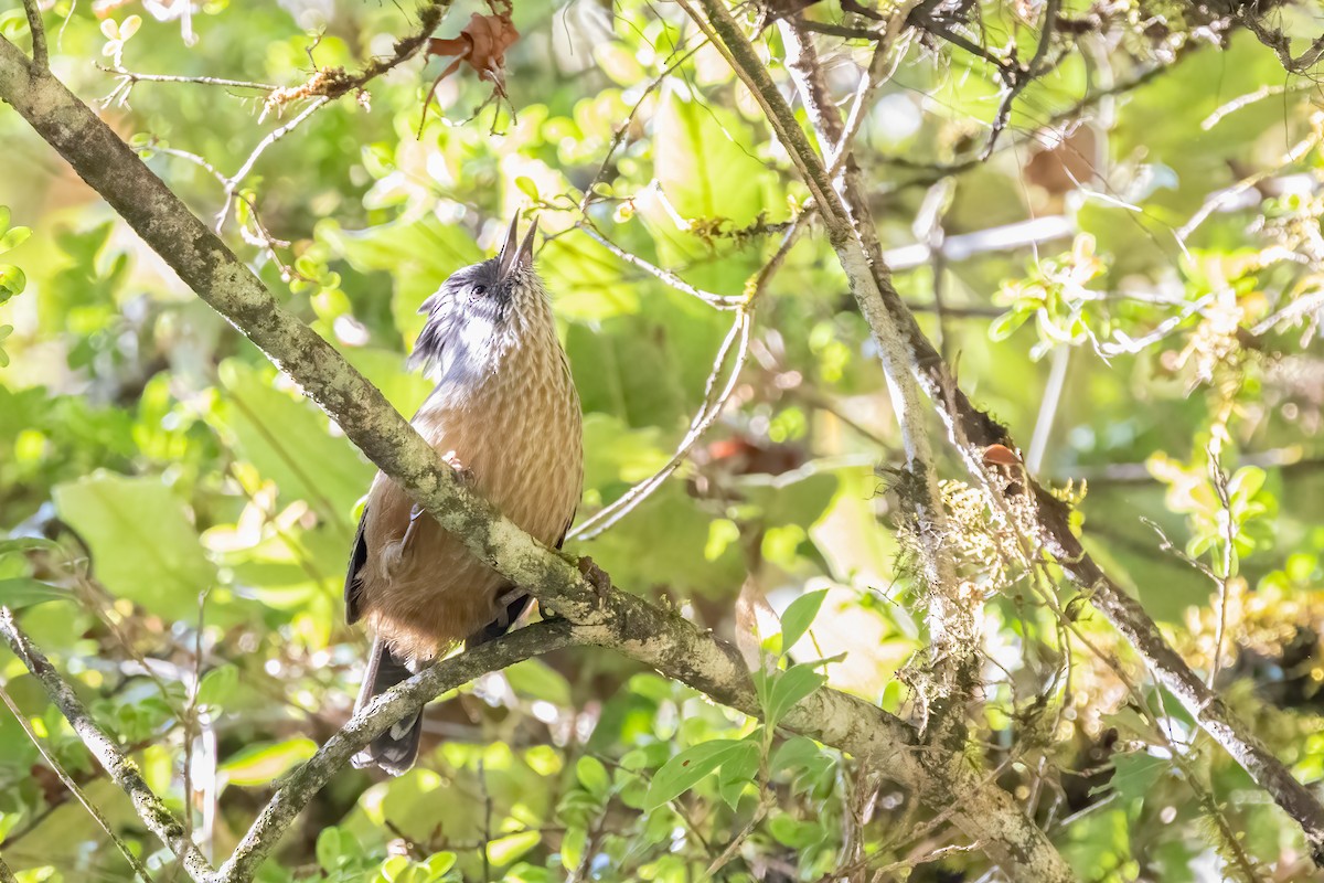 クリイロシマドリ - ML645436444