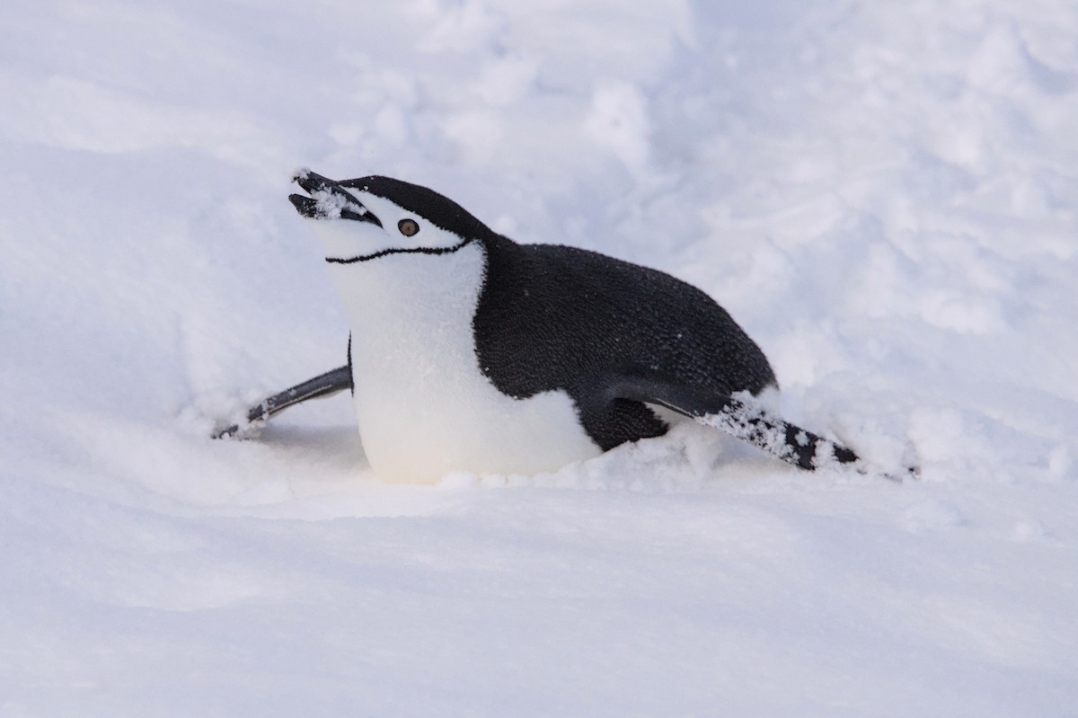 ヒゲペンギン - ML645436445