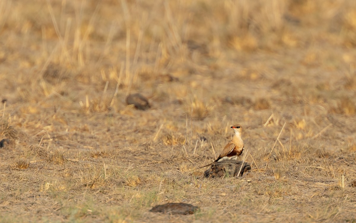 アシナガツバメチドリ - ML645436446