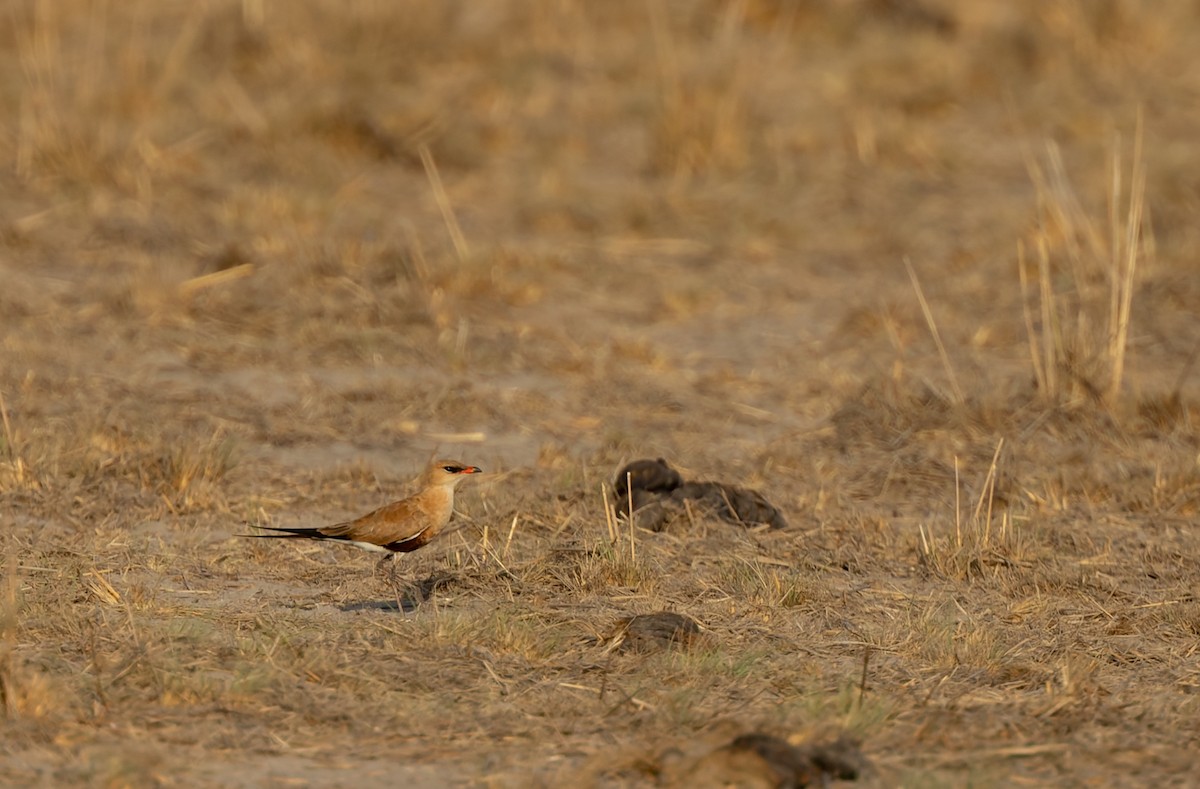 アシナガツバメチドリ - ML645436447