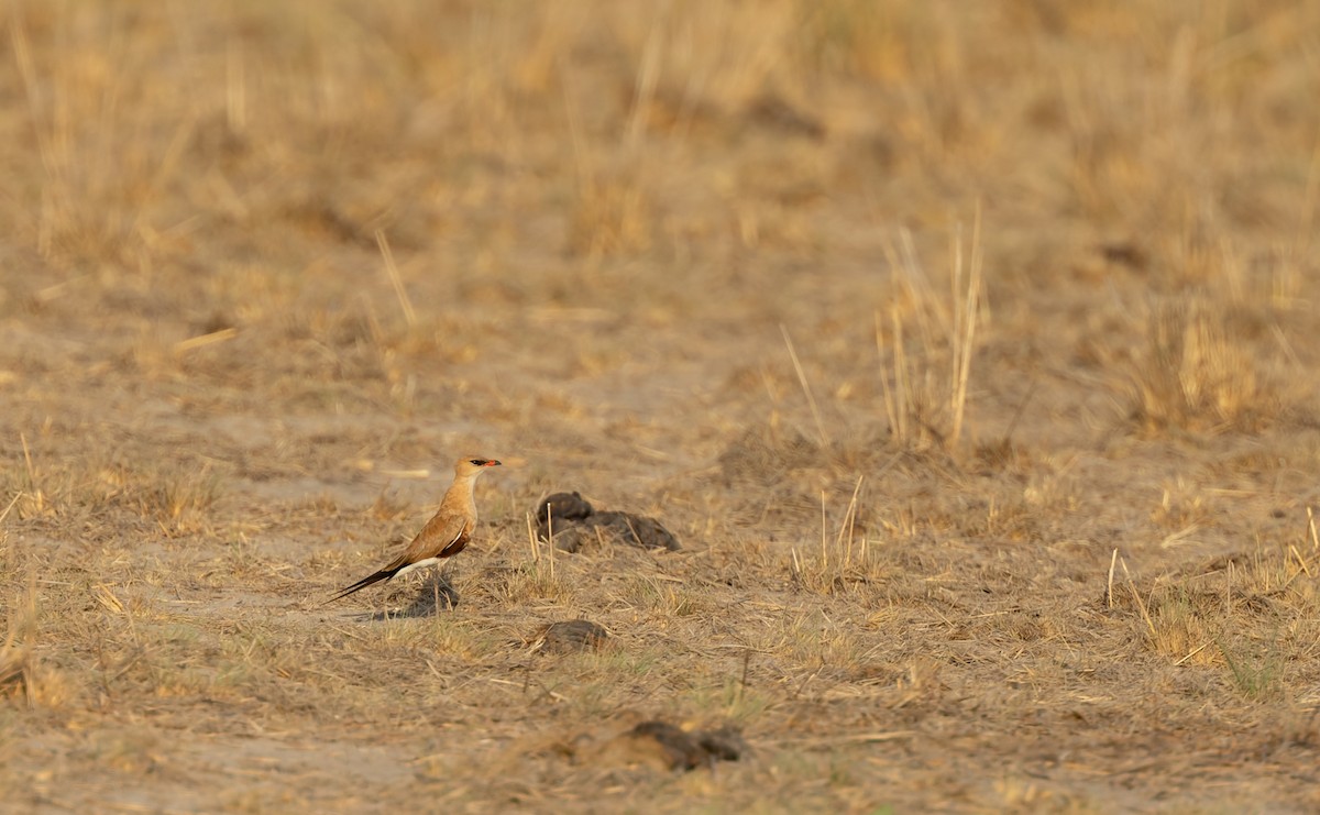 アシナガツバメチドリ - ML645436448