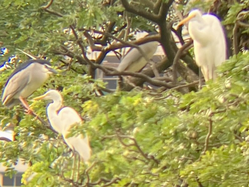 ダイサギ - ML645436449