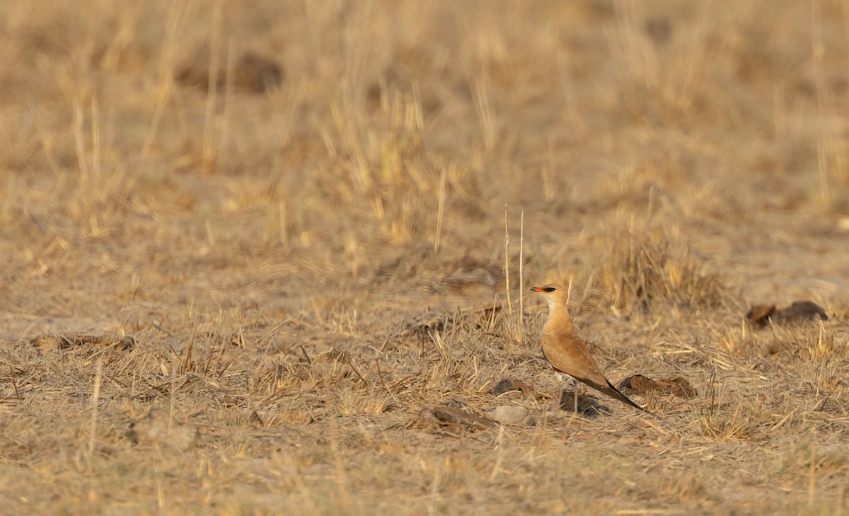 アシナガツバメチドリ - ML645436450