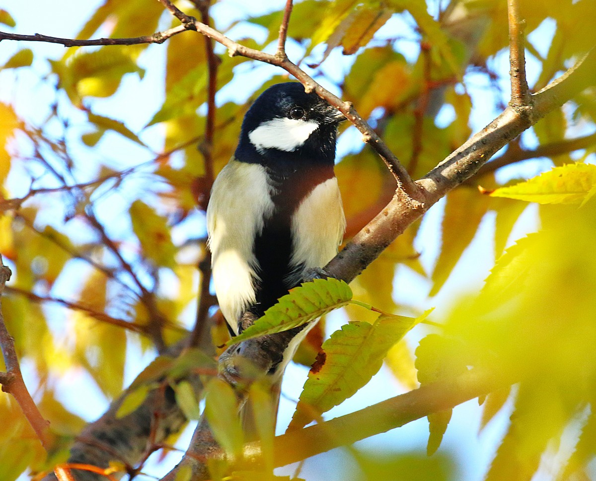 シジュウカラ（亜種 シジュウカラ） - ML645436451