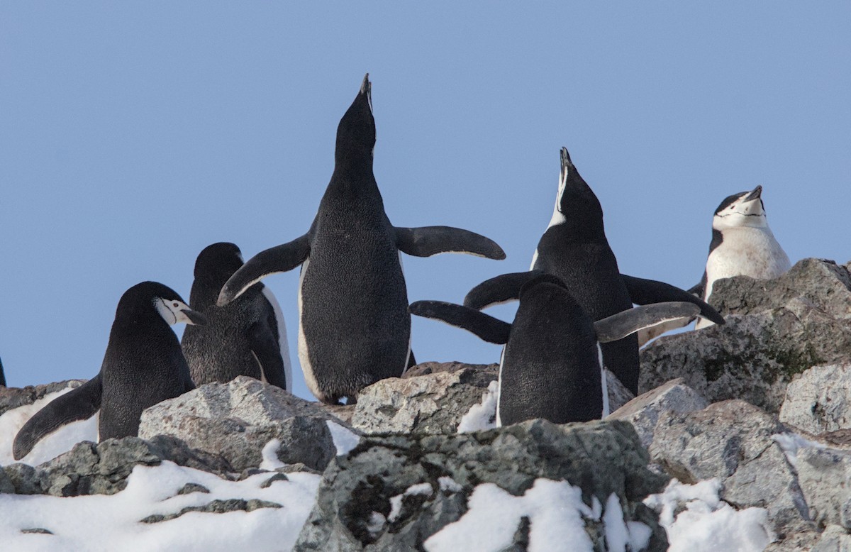 ヒゲペンギン - ML645436452