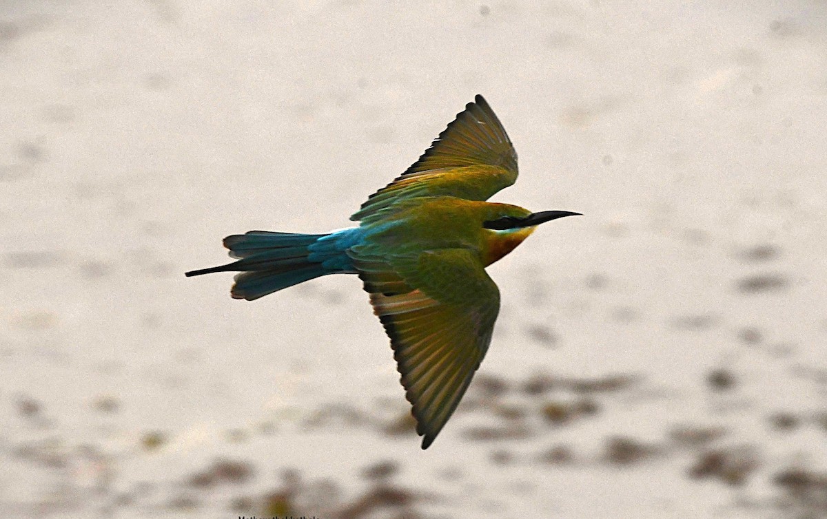 ハリオハチクイ - ML645436454