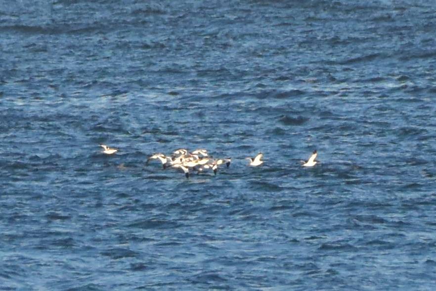 ソリハシセイタカシギ - ML645436455