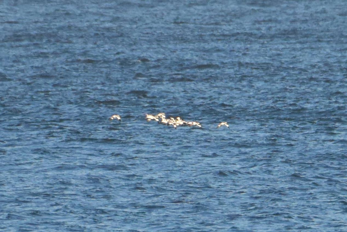 ソリハシセイタカシギ - ML645436456