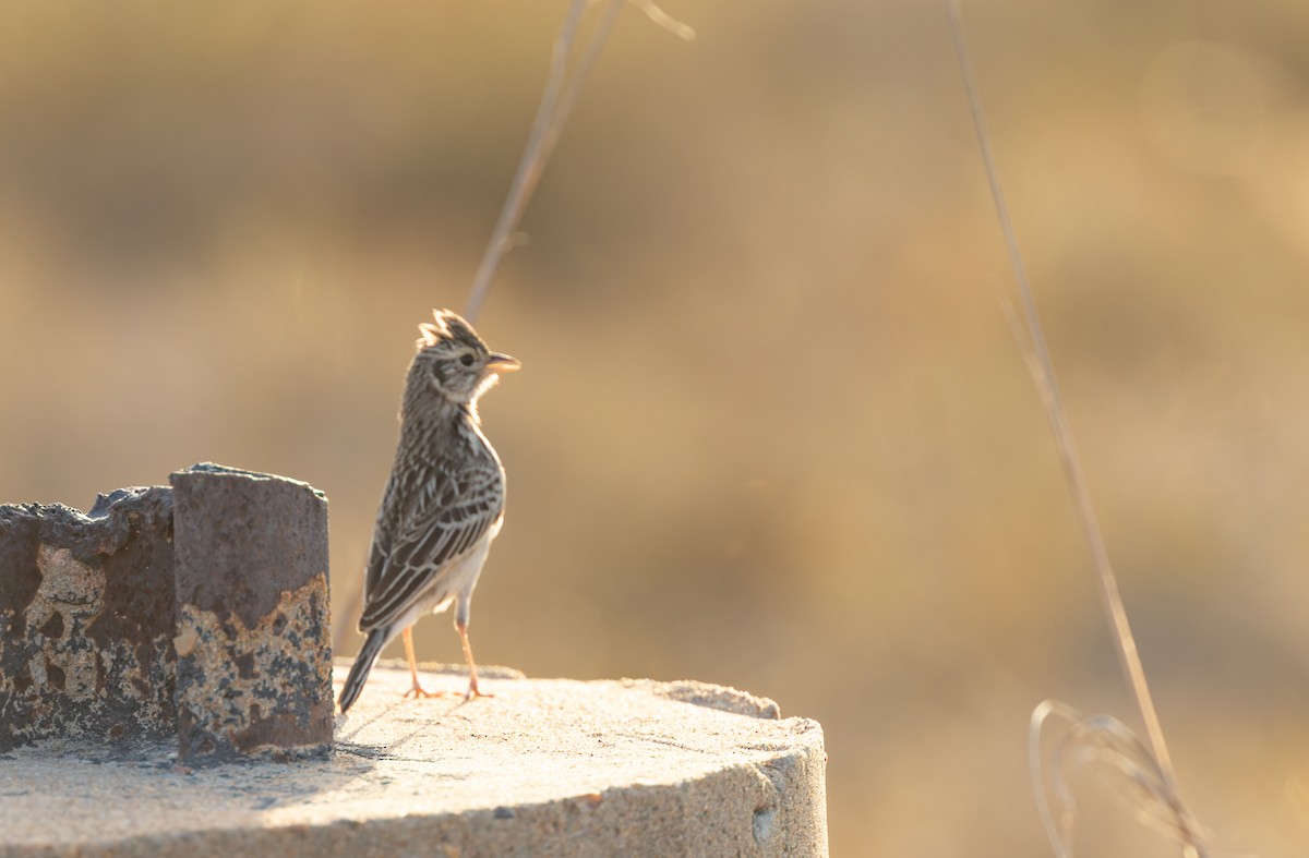 Singing Bushlark - ML645436457