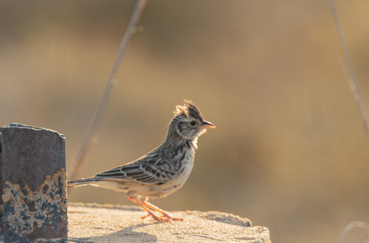 Singing Bushlark - ML645436458