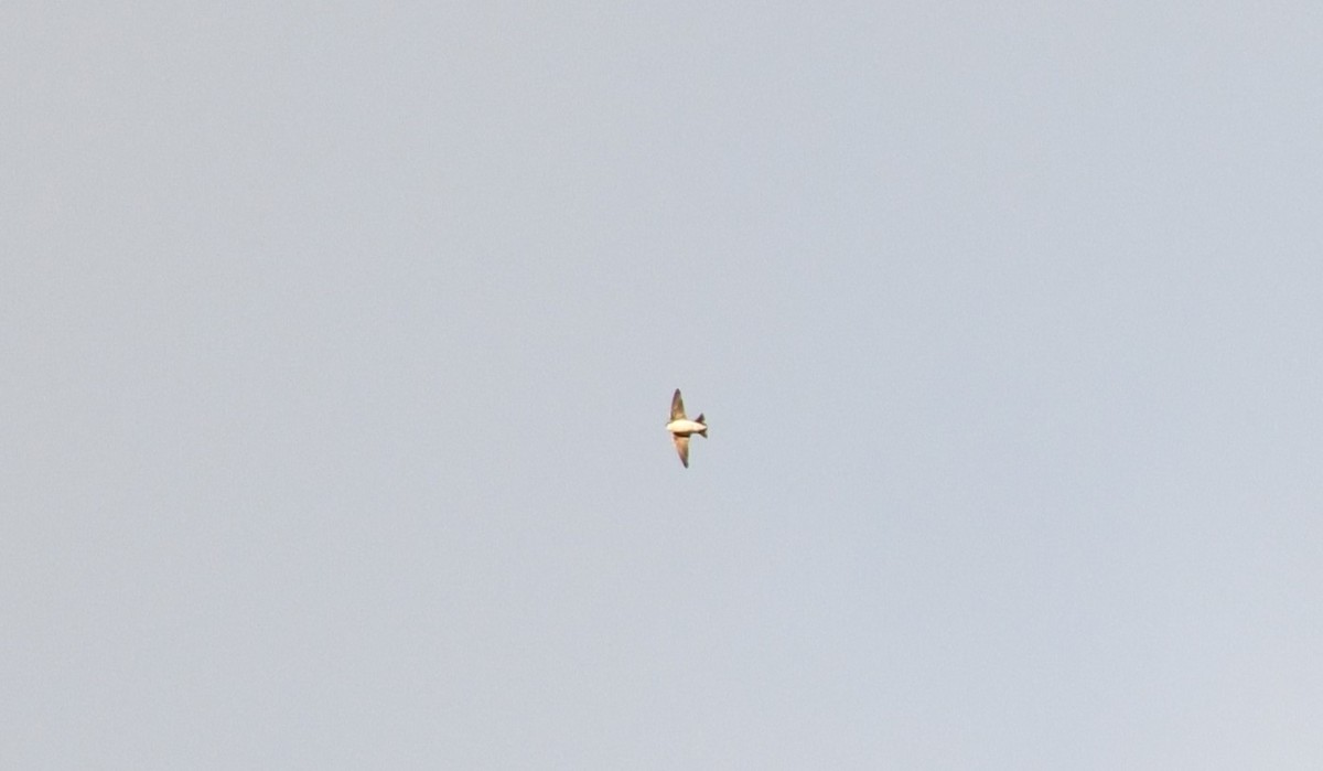 イワツバメ - ML645436459