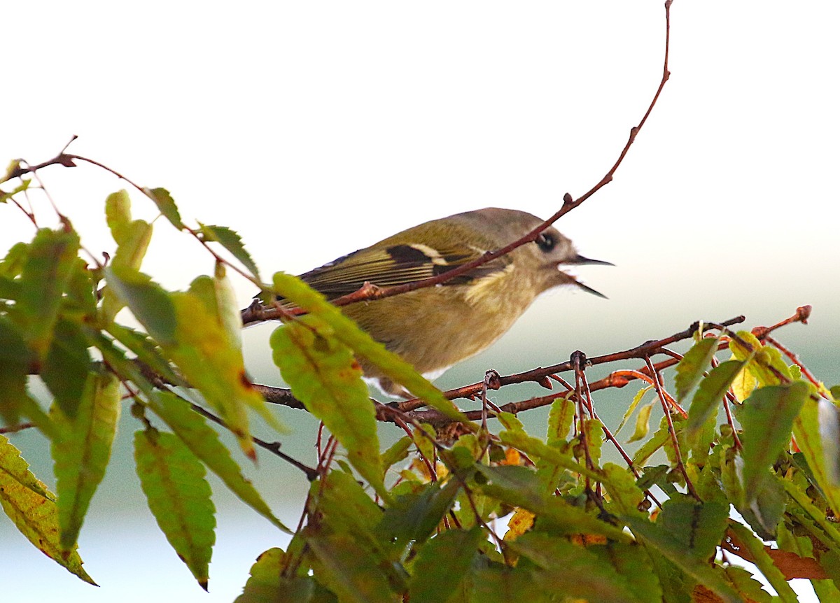 キクイタダキ - ML645436460