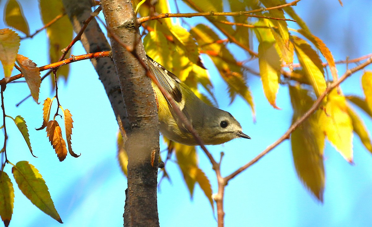 キクイタダキ - ML645436461