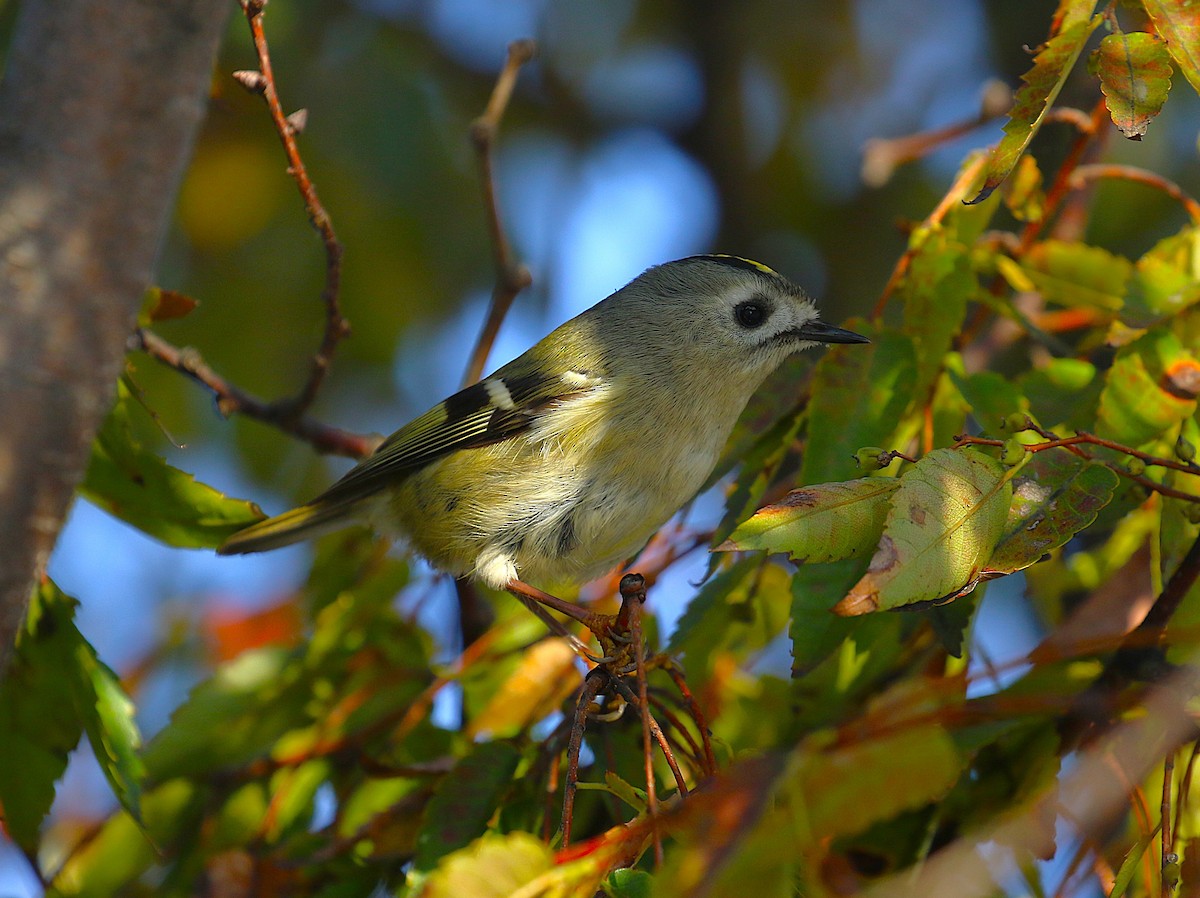 キクイタダキ - ML645436462