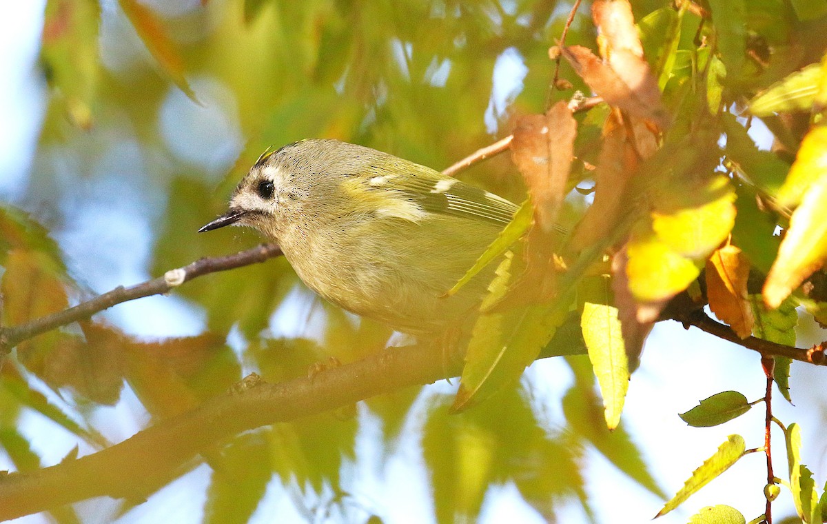 キクイタダキ - ML645436463