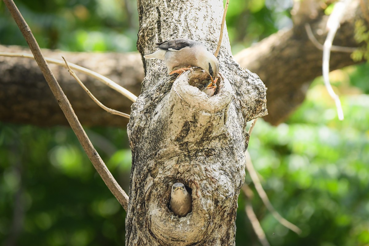 Vinous-breasted Myna - ML645436464