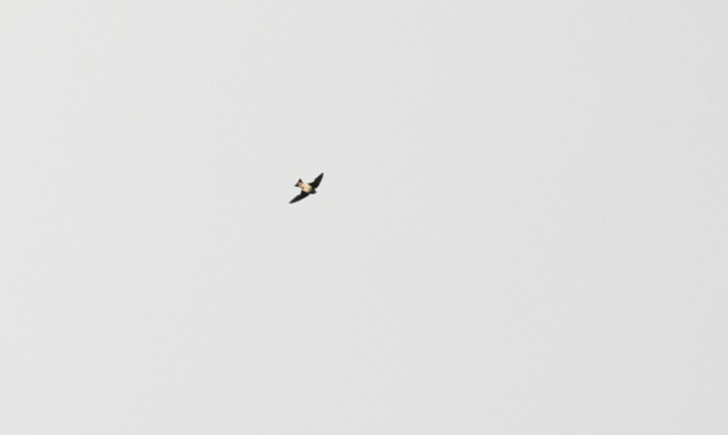 ノドグロイワツバメ - ML645436465