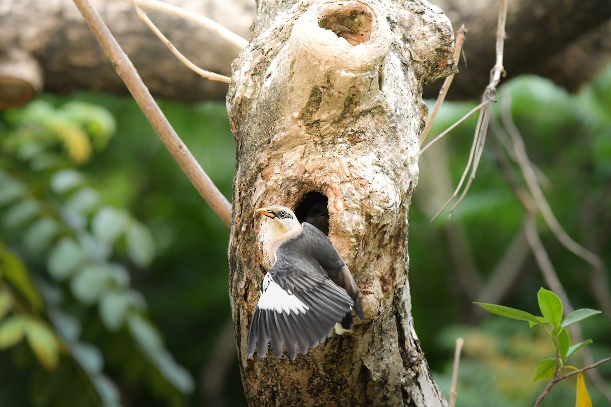 Vinous-breasted Myna - ML645436466