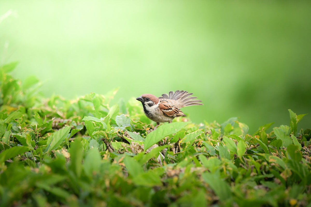 スズメ - ML645436467