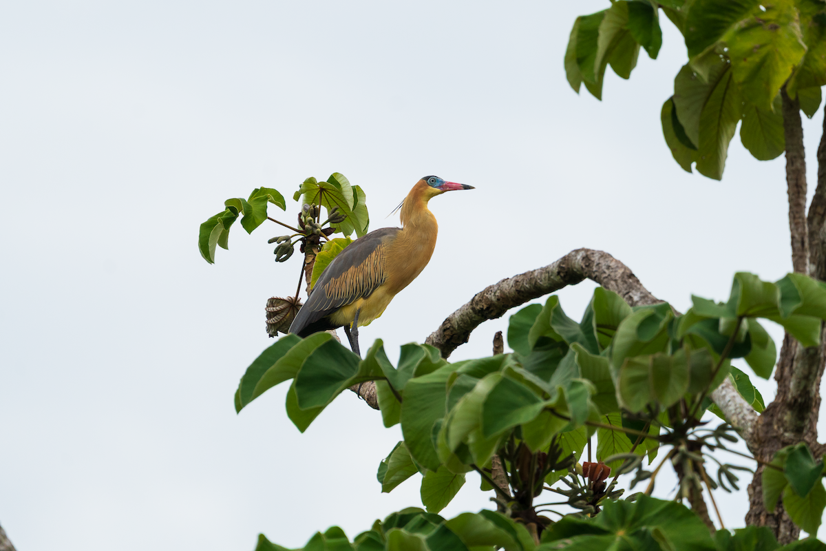 Whistling Heron - ML645436484