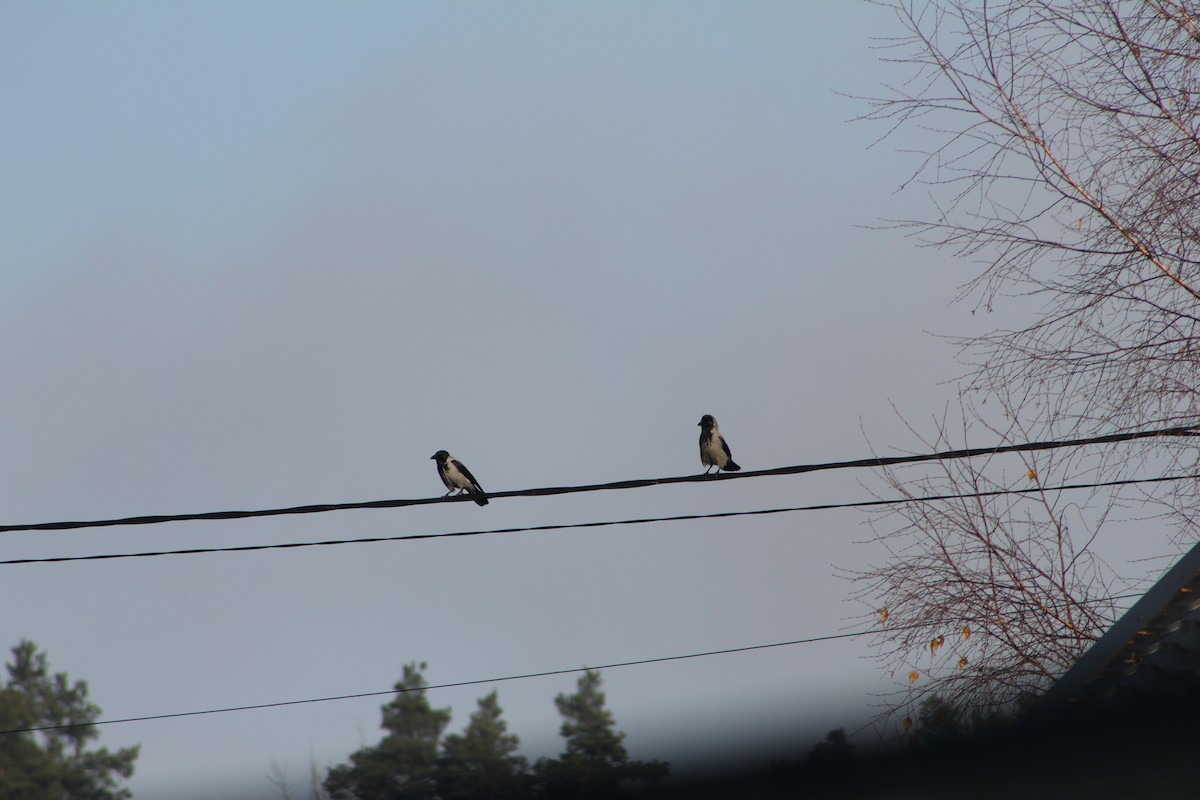 Hooded Crow - ML645436485