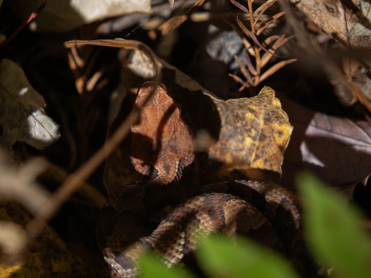 Eastern Copperhead - ML645436487
