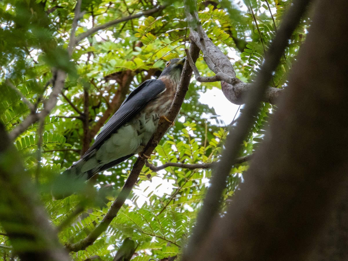 棕腹鷹鵑 - ML645436492