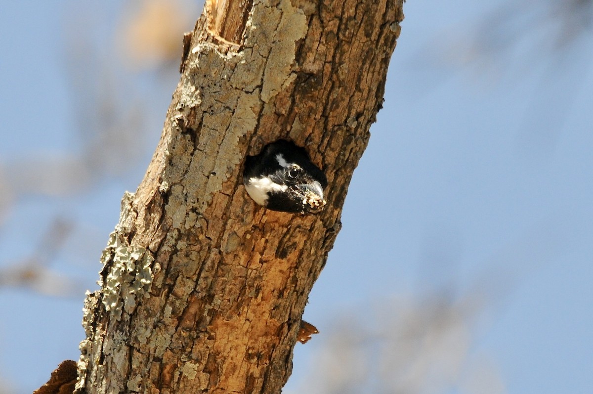 Лібія-зубодзьоб жовтоока - ML645436511
