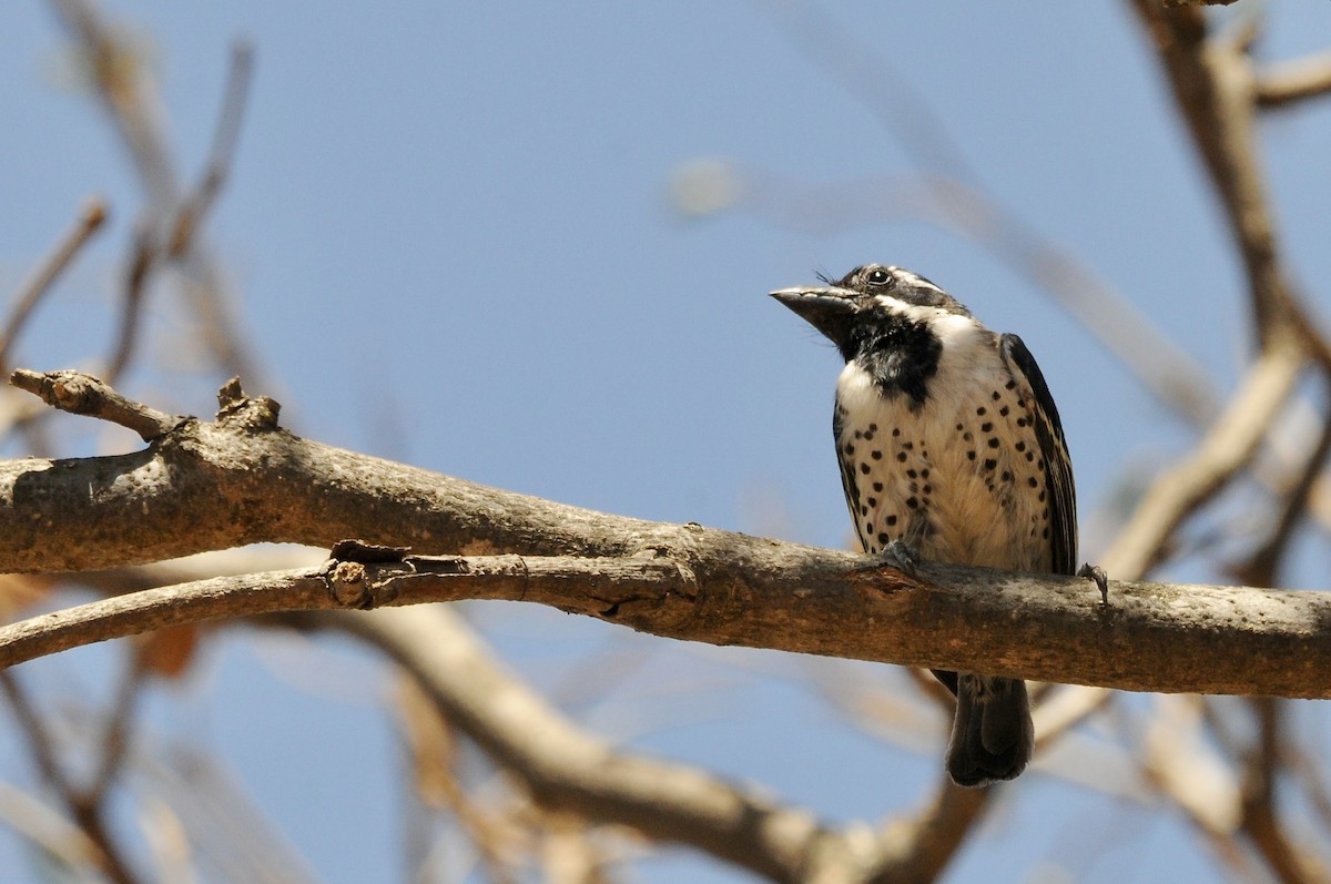 Лібія-зубодзьоб жовтоока - ML645436512