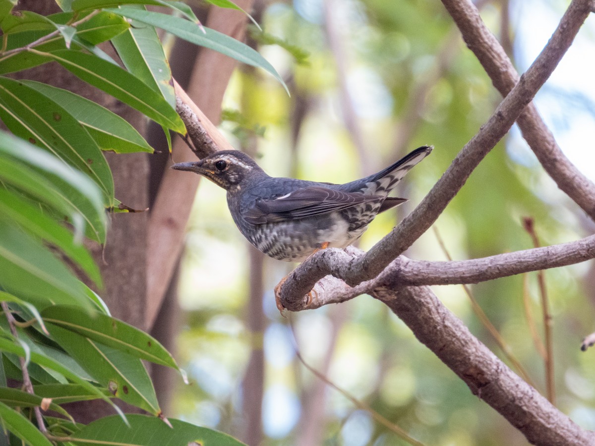 白眉地鶇 - ML645436513