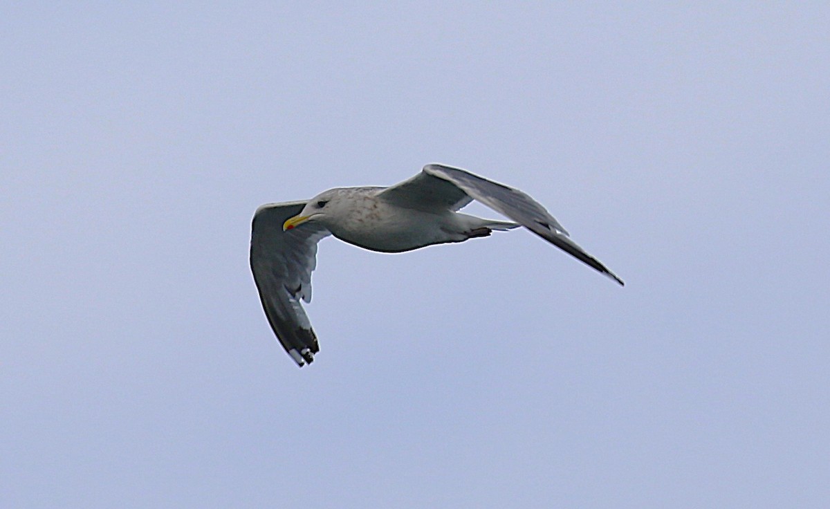 Vega Gull - ML645436515