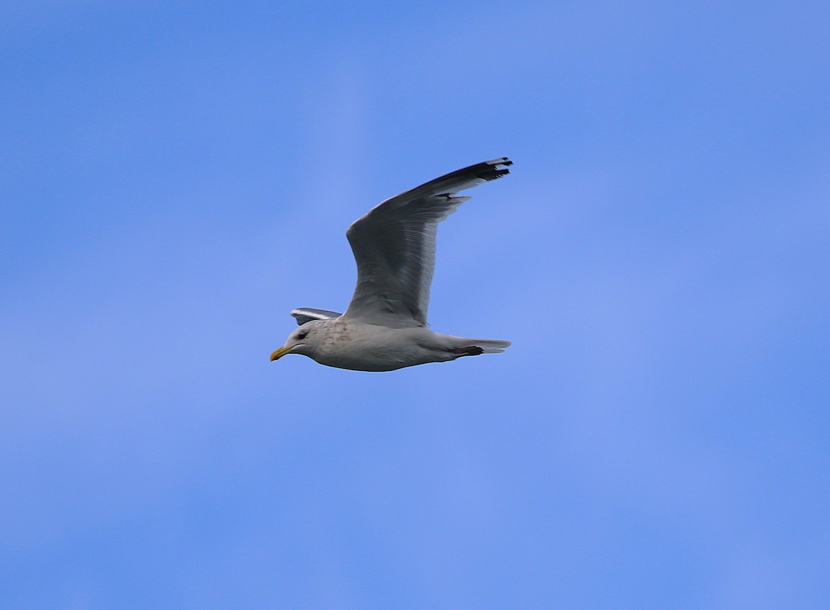 Vega Gull - ML645436516