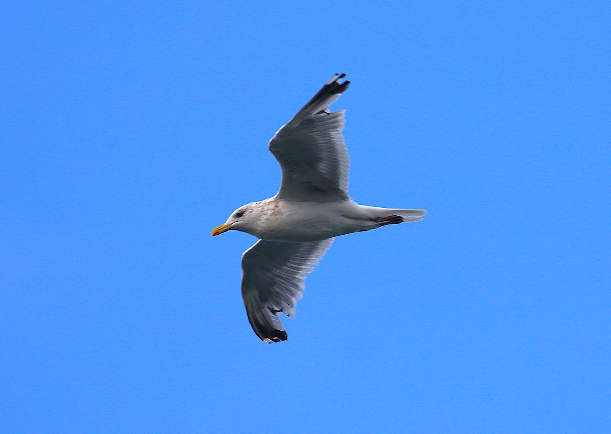 Vega Gull - ML645436517