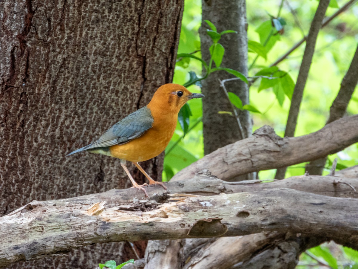 橙頭地鶇 - ML645436518