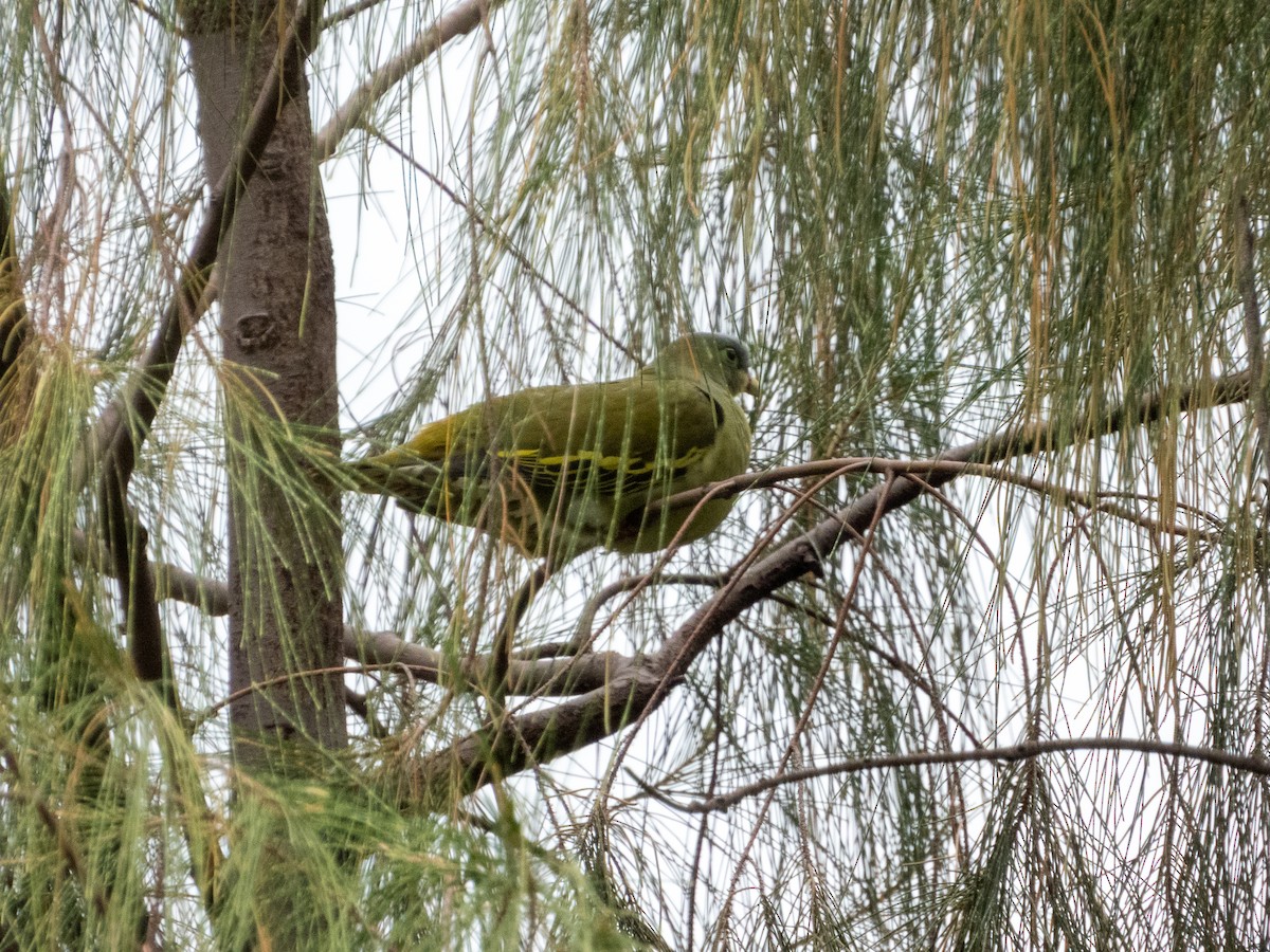 Kalın Gagalı Yeşil Güvercin - ML645436523