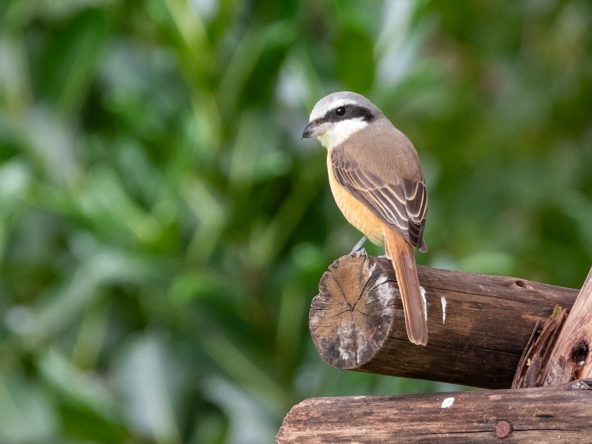 紅尾伯勞 - ML645436528