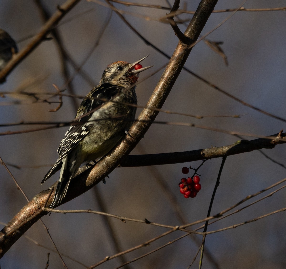Yellow-bellied Sapsucker - ML645436535