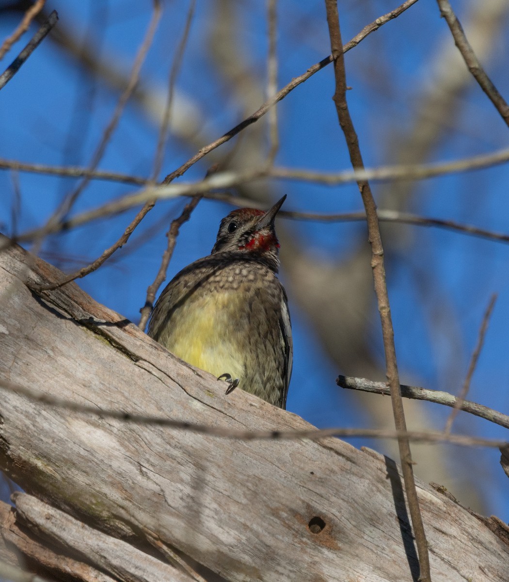 Yellow-bellied Sapsucker - ML645436536