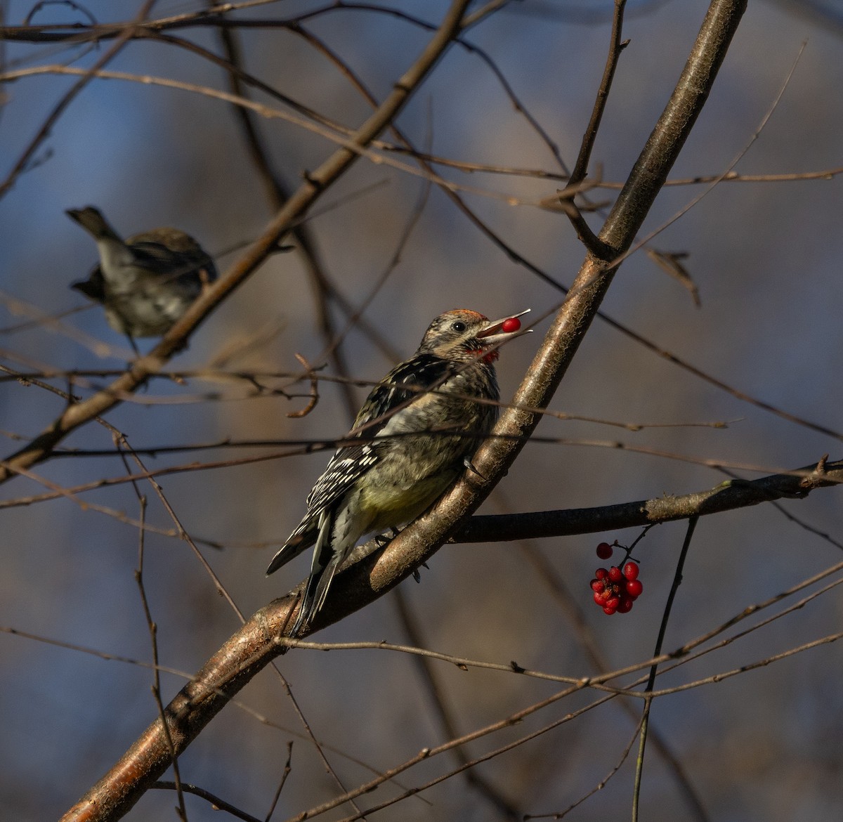 Yellow-bellied Sapsucker - ML645436537