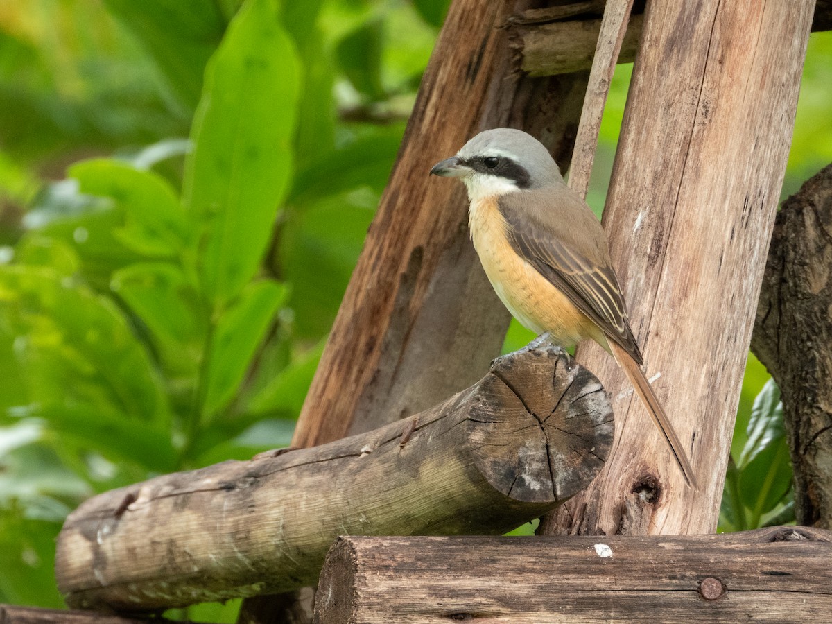 紅尾伯勞 - ML645436553