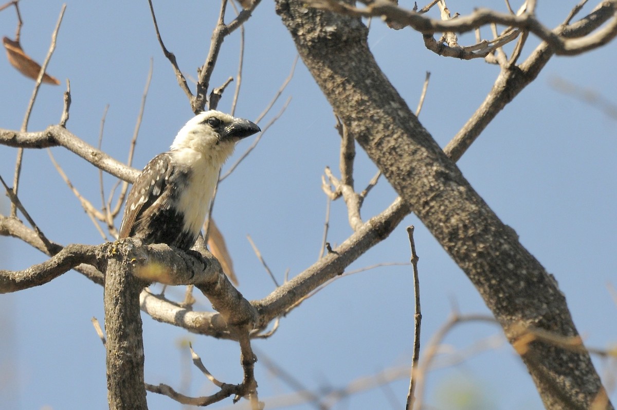 Лібія білолоба - ML645436555