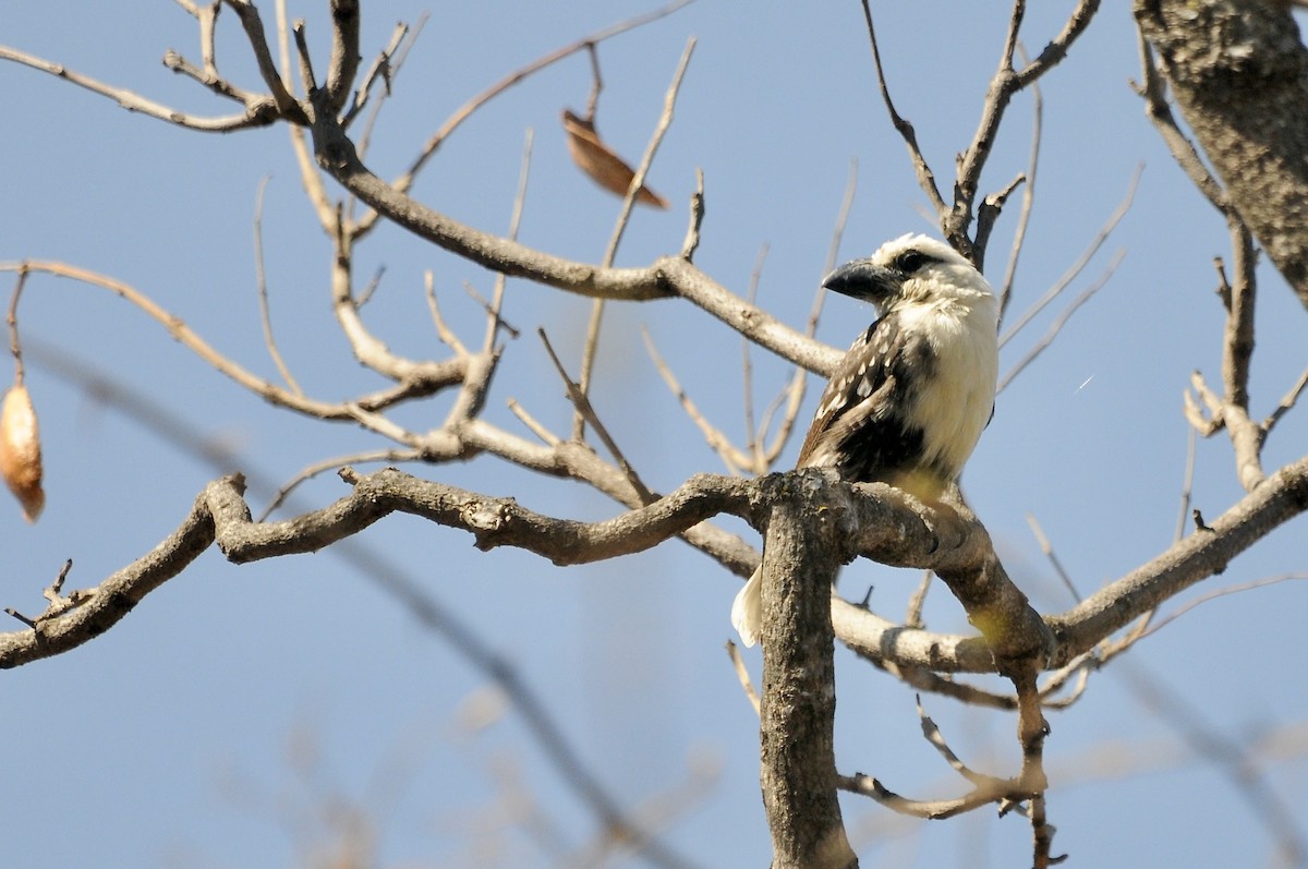 Лібія білолоба - ML645436556