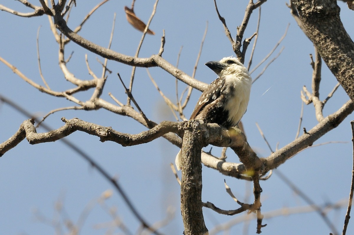 Лібія білолоба - ML645436557
