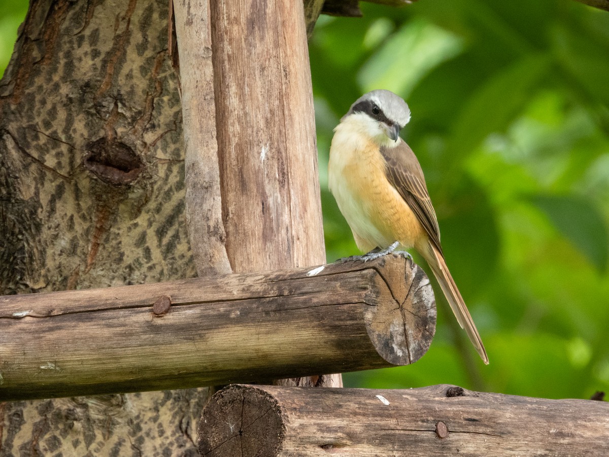 紅尾伯勞 - ML645436558