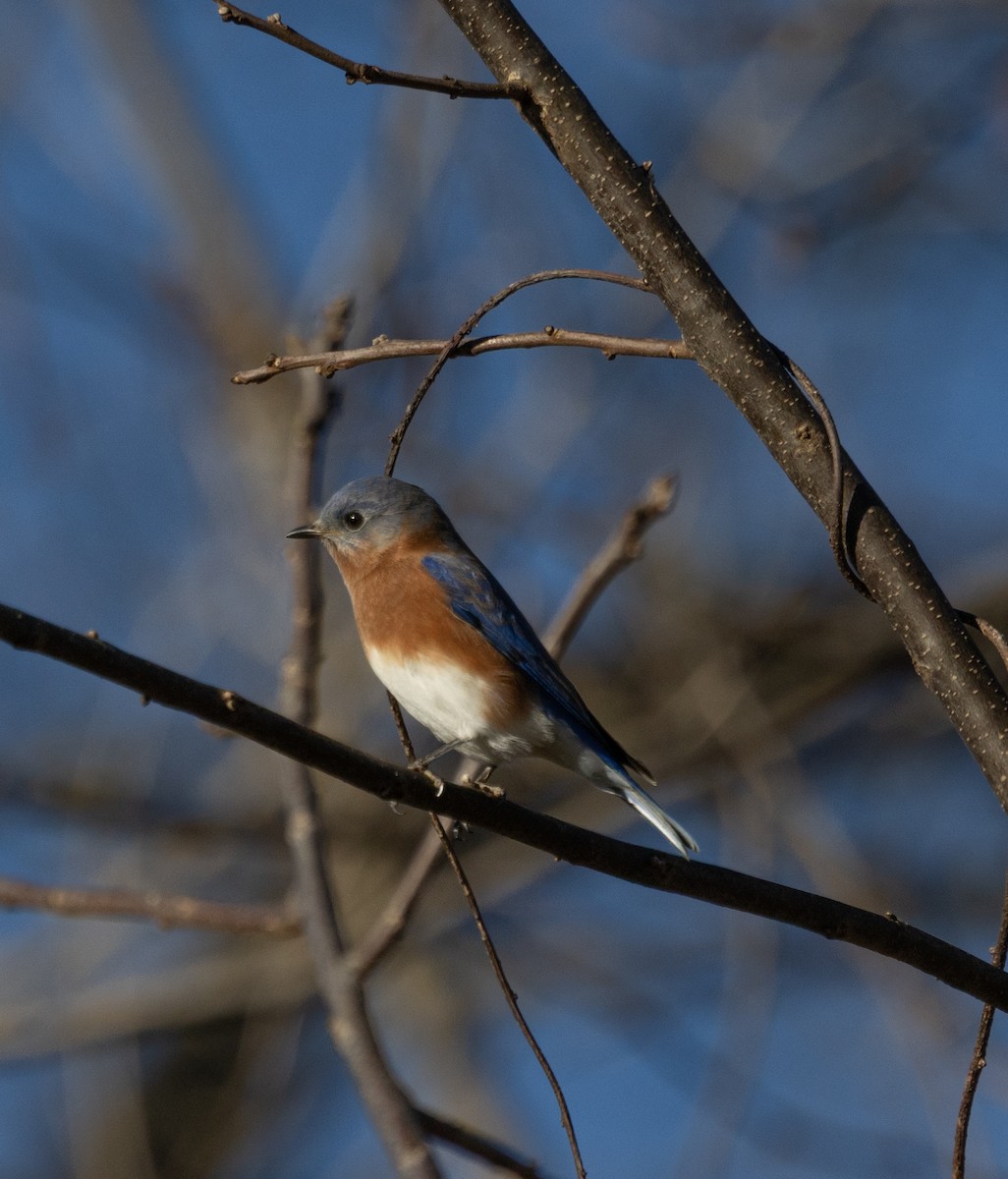 Azulejo Oriental - ML645436560