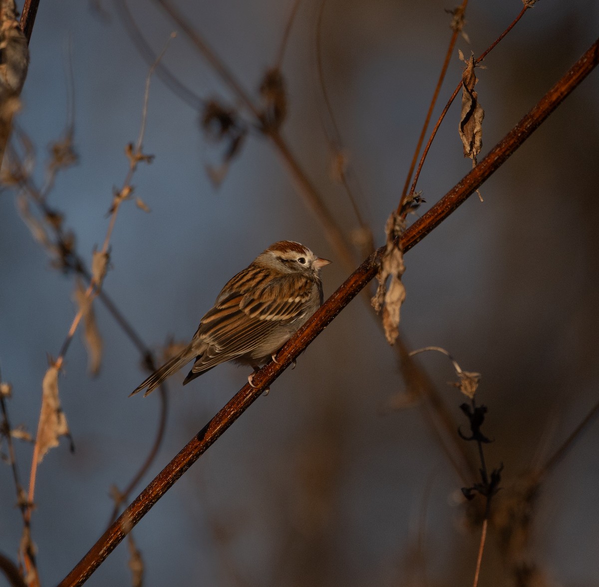Chipping Sparrow - ML645436563