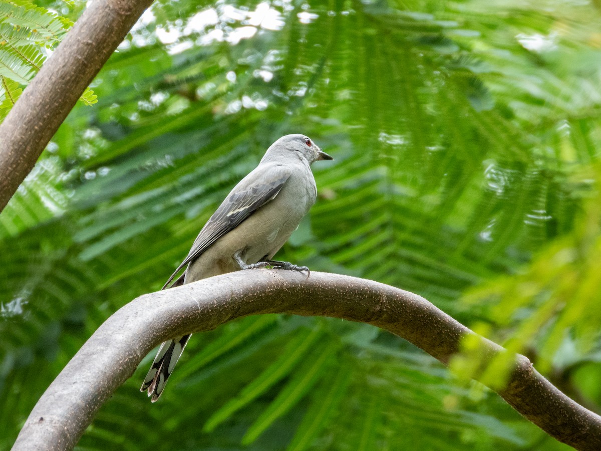 黑翅山椒鳥 - ML645436564