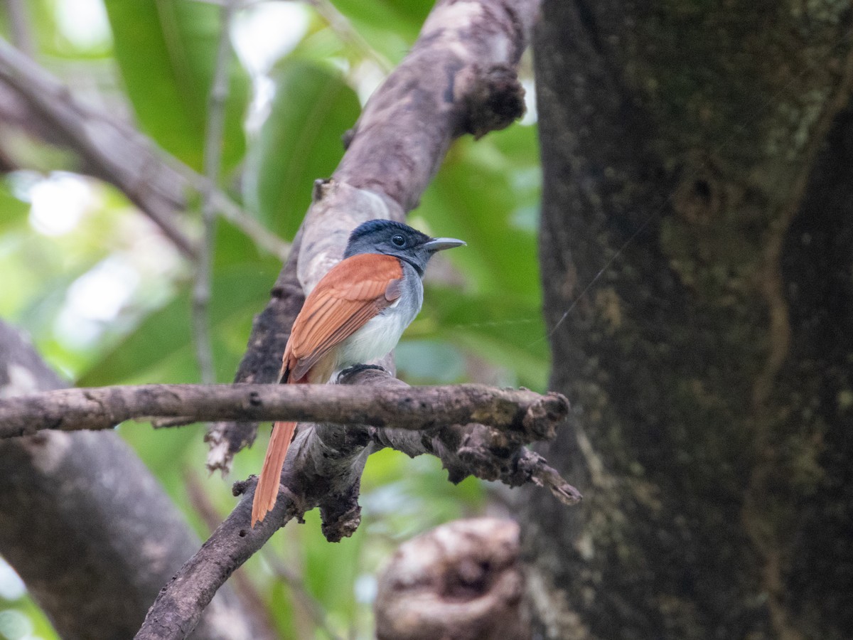 Blyth's Paradise-Flycatcher - ML645436570